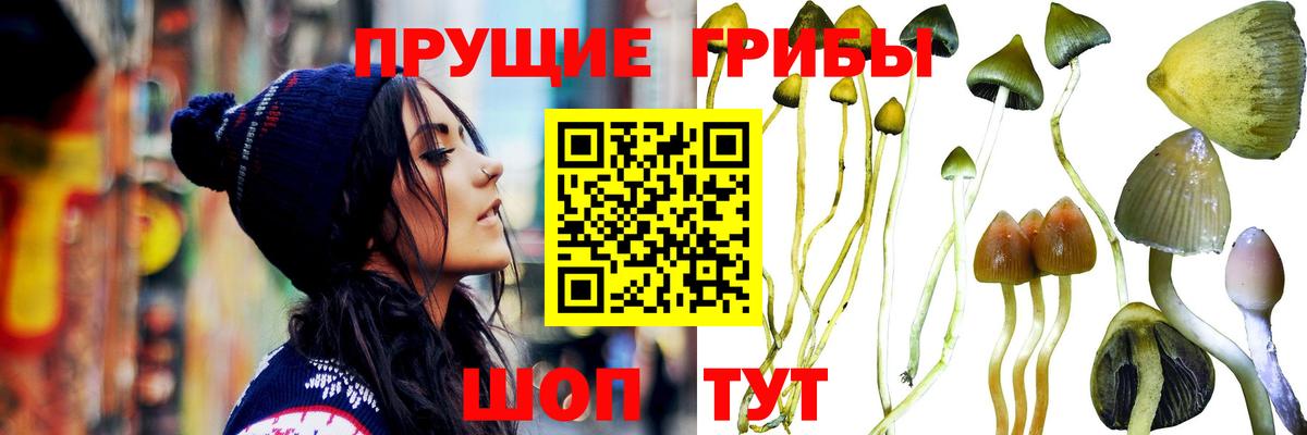 что такое   Вход с VPN  Качканар  Псилоцибиновые грибы Psilocybe 